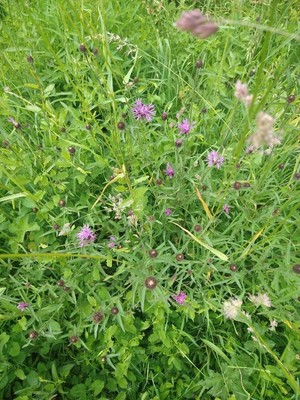 photo of Common Knapweed