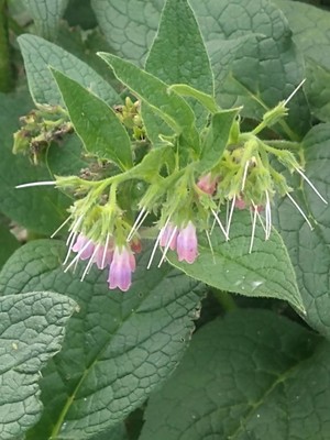 photo of Common Comfrey