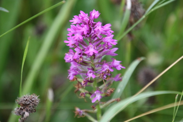 photo of Pyramidal Orchid