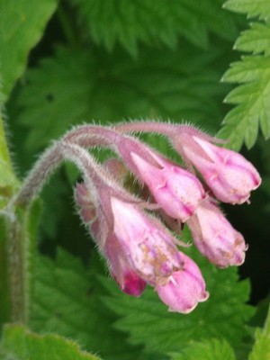 photo of Bulbous Comfrey