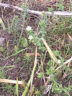 photo of Thyme Leaved Sandwort