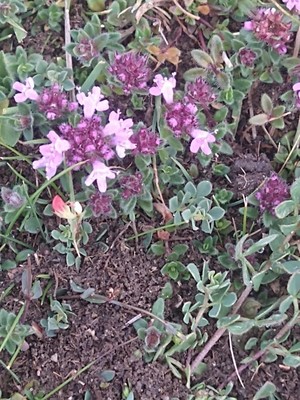 photo of Mother Of Thyme