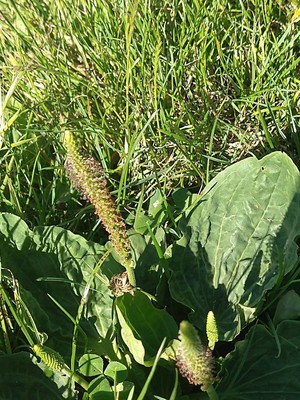 photo of Greater Plantain