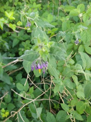 photo of Bittersweet