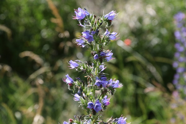 photo of Vipers Bugloss