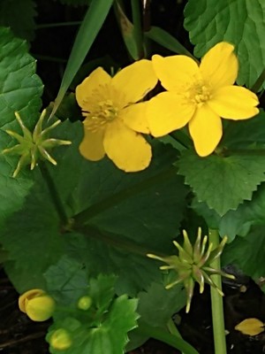 photo of King Cups Or Marsh Marigold
