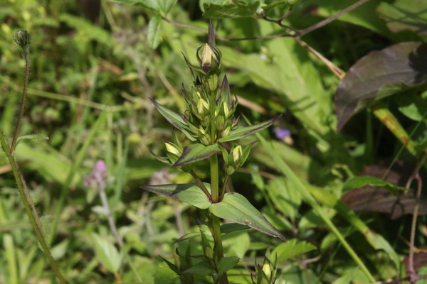 photo of Chiltern Gentian