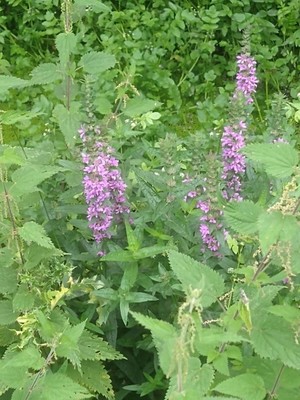 photo of Purple Loosestrife