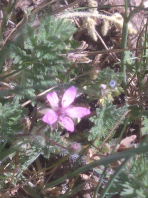 photo of Common Stork's Bill