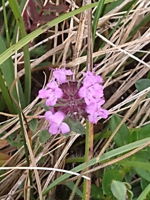 photo of Mother Of Thyme