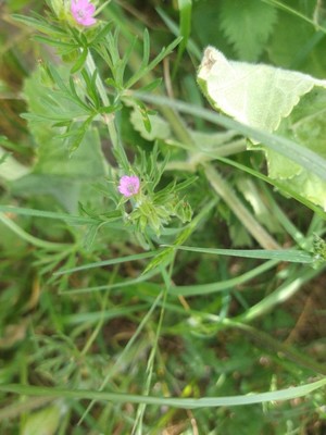 photo of Cut Leaved Crane's Bill