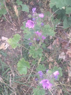 photo of Common Mallow