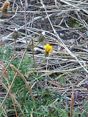 photo of Clammy Sow Thistle