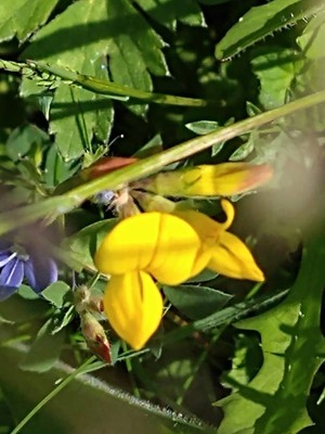 photo of Bird's Foot Trefoil