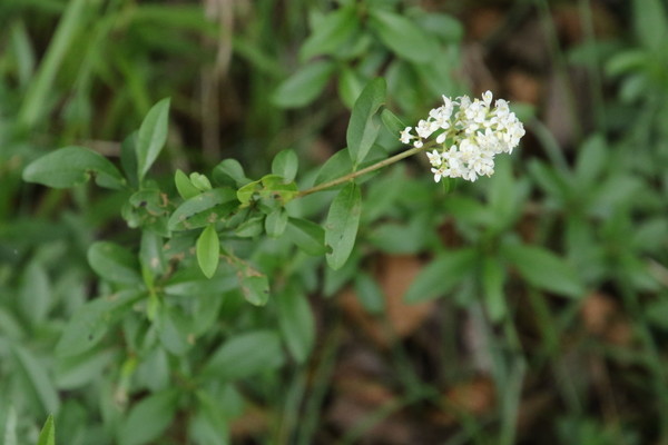photo of Wild Privet