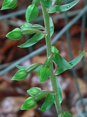 photo of Narrow Lipped Helleborine