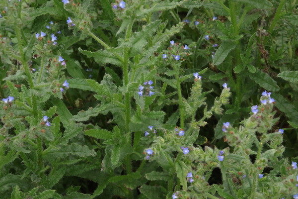 photo of Bugloss