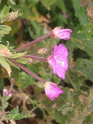 photo of Great Willowherb