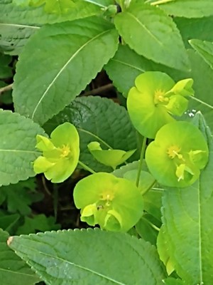 photo of Wood Spurge