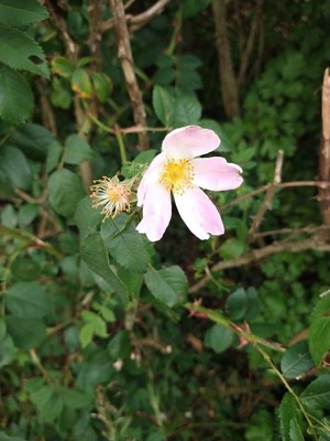 photo of Common Dog Rose