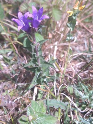 photo of Clustered Bellfower