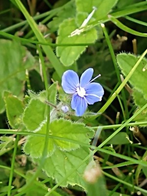 photo of Germander Speedwell