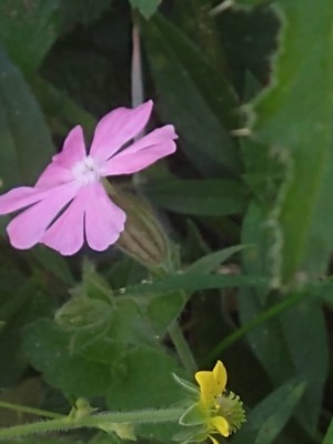 photo of Red Campion