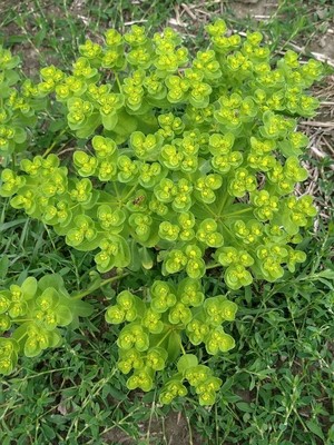 photo of Sun Spurge