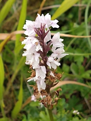 photo of Common Spotted Orchid