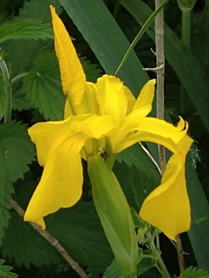 photo of Yellow Iris