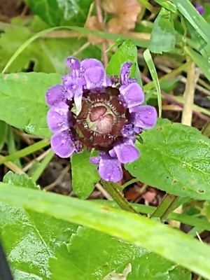 photo of Selfheal