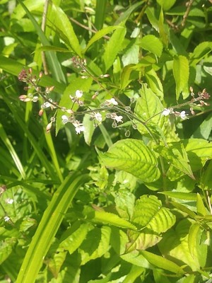 photo of Enchanter's Nightshade