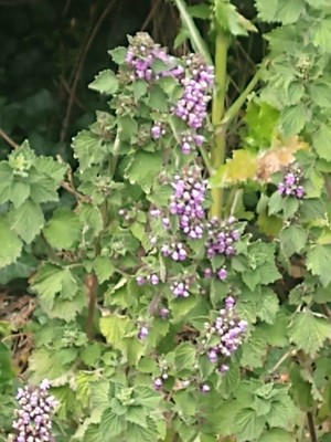 photo of Black Horehound