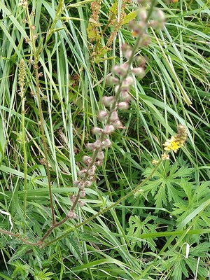 photo of Agrimony