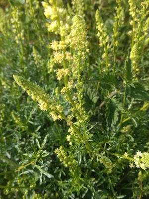 photo of Wild Mignonette