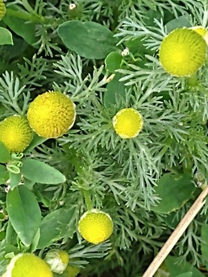 photo of Pineappleweed