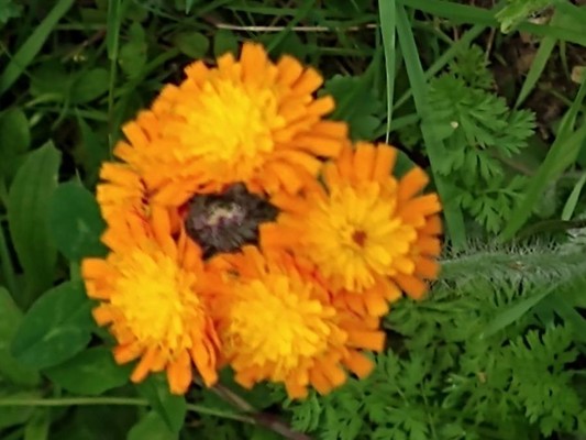 photo of Fox And Cubs