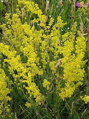 photo of Lady's Bedstraw