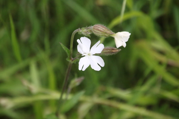 photo of White Campion
