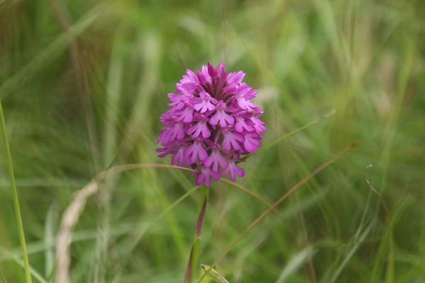photo of Pyramidal Orchid