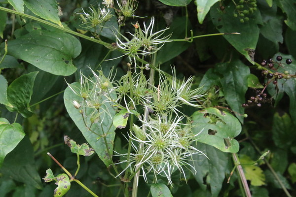 photo of Traveller's Joy