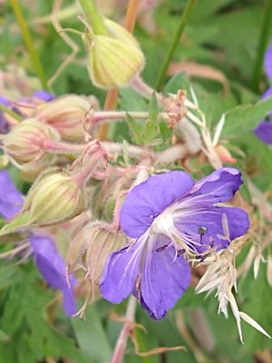 photo of Meadow Crane's Bill