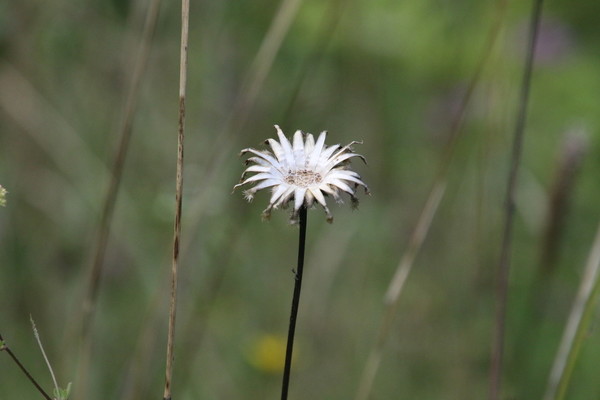 photo of Greater Knapweed