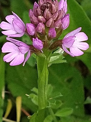 photo of Pyramidal Orchid