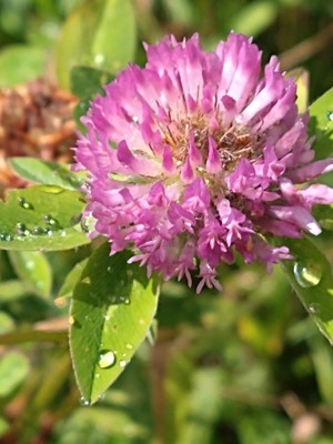 photo of Red Clover