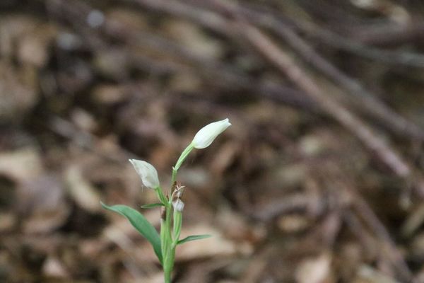 photo of White Helleborine