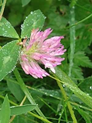 photo of Red Clover