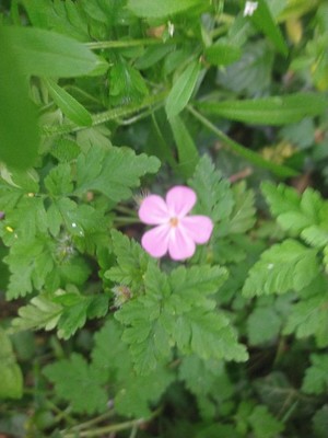 photo of Herb Robert