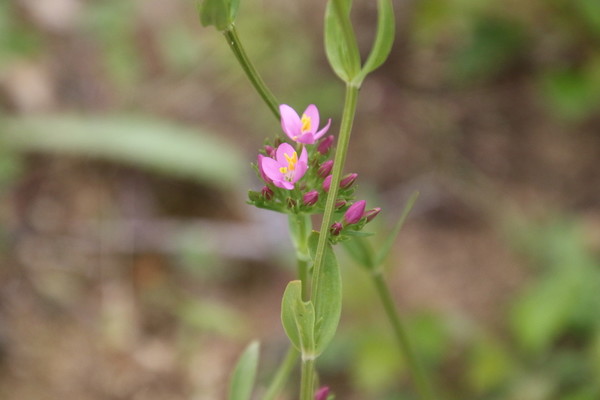 photo of Common Centaury