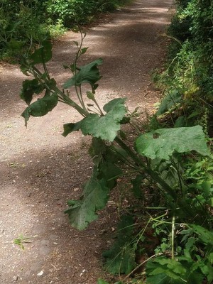 photo of Lesser Burdock